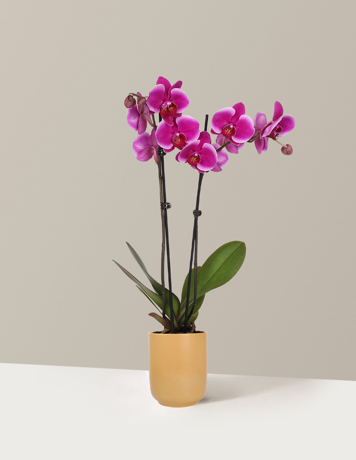 Purple Orchid