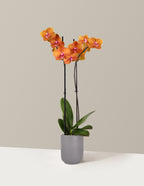 Sunrise Orchid