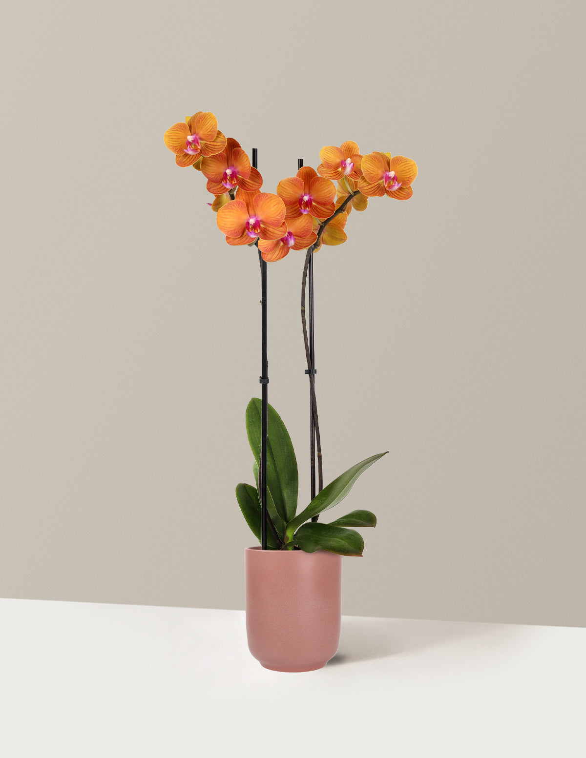 Sunrise Orchid