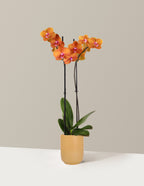 Sunrise Orchid