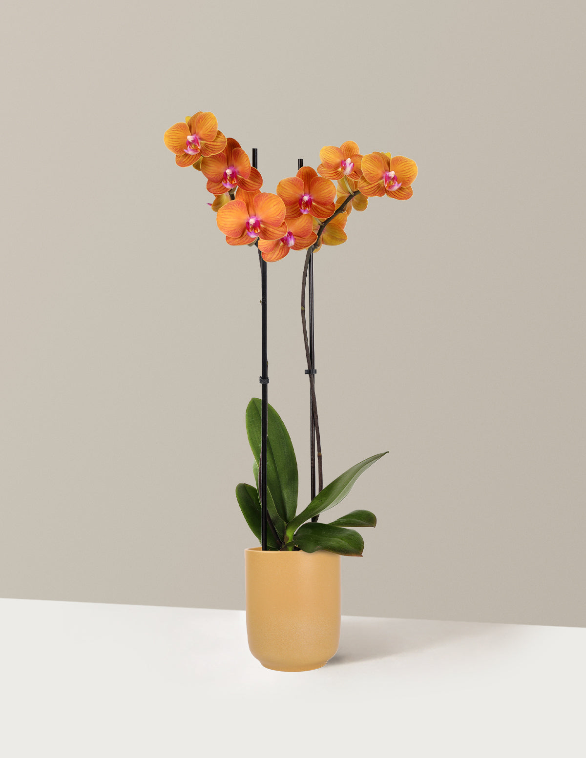 Sunrise Orchid