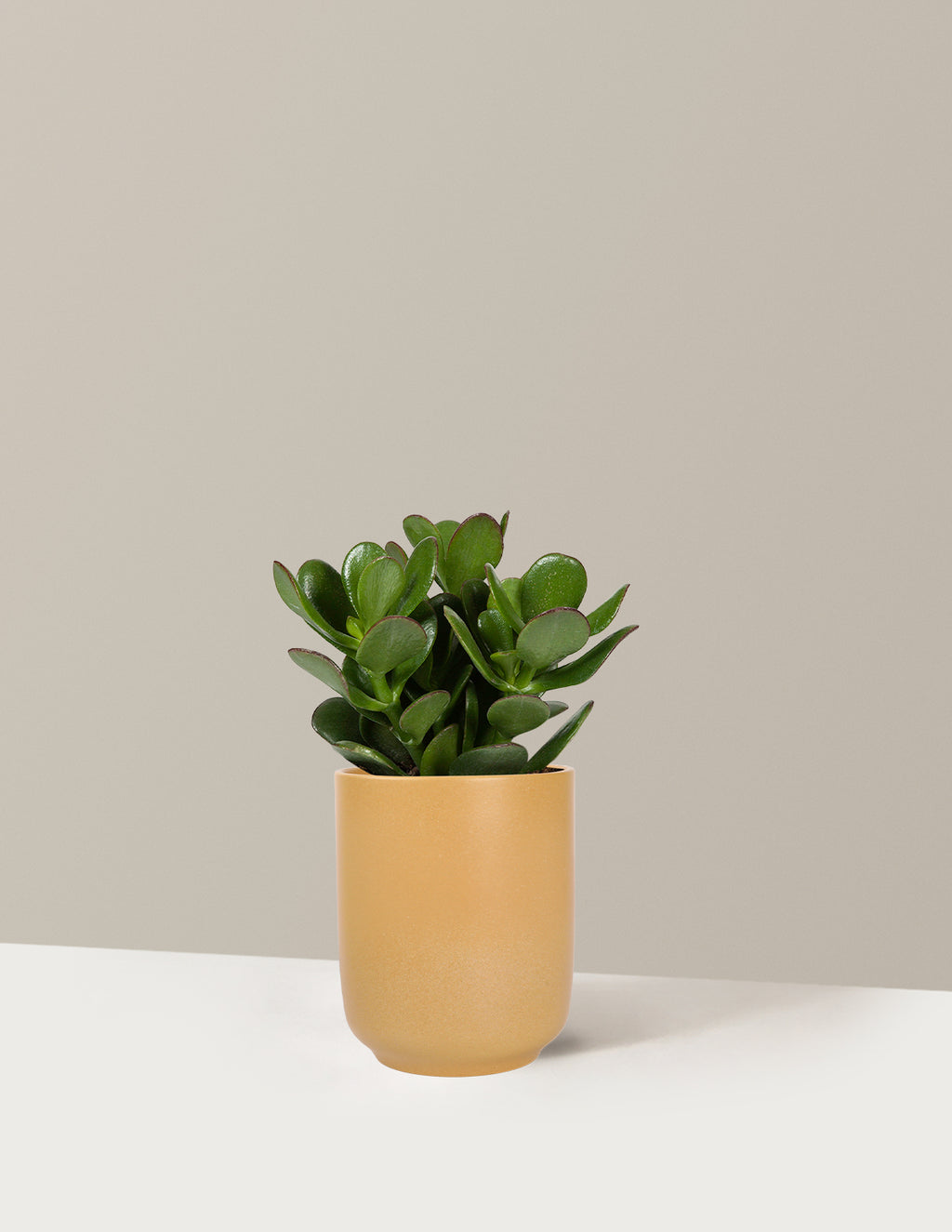 Sunset Jade