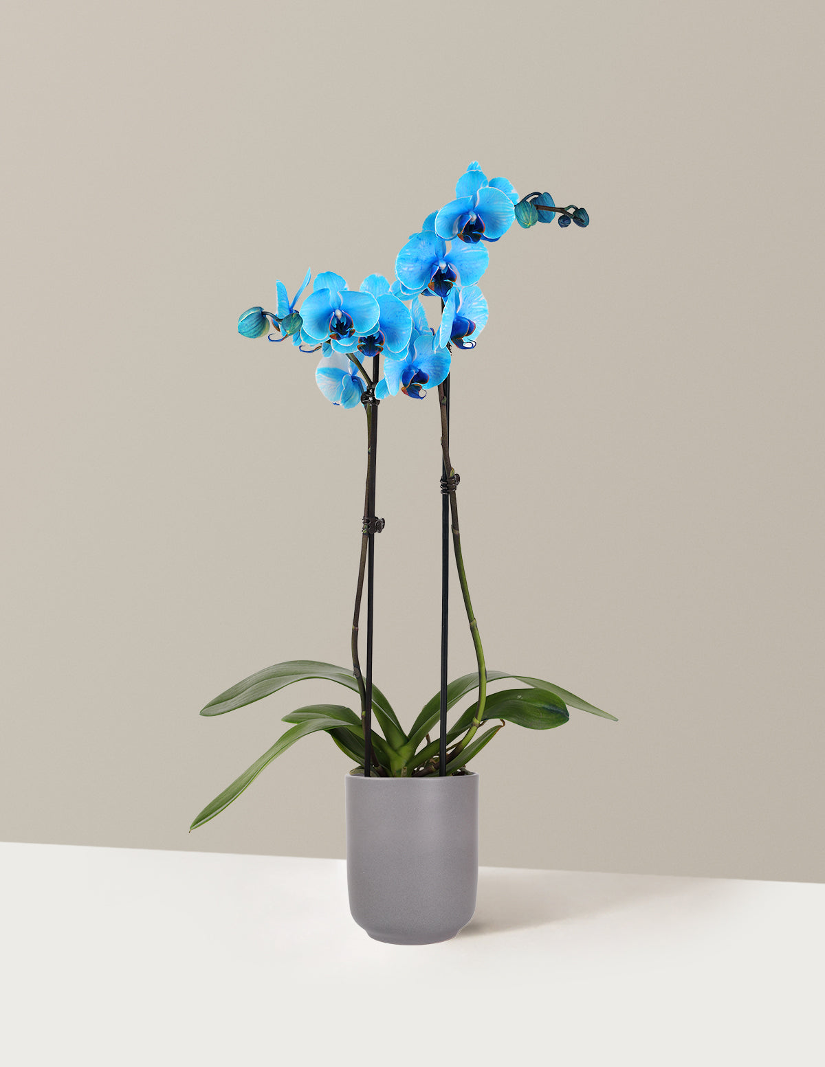 Blue Watercolor Orchid