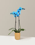 Blue Watercolor Orchid