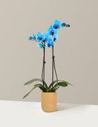 Blue Watercolor Orchid