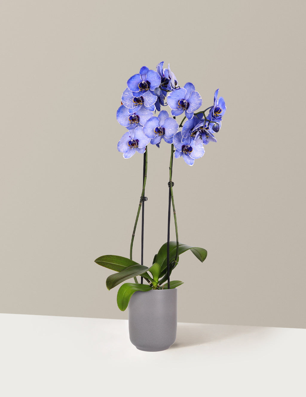 Dark Purple Watercolor Orchid