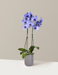 Dark Purple Watercolor Orchid