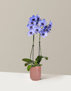 Dark Purple Watercolor Orchid