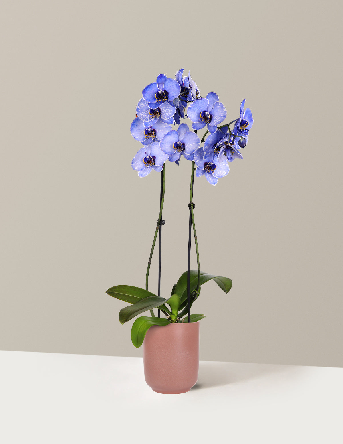 Dark Purple Watercolor Orchid