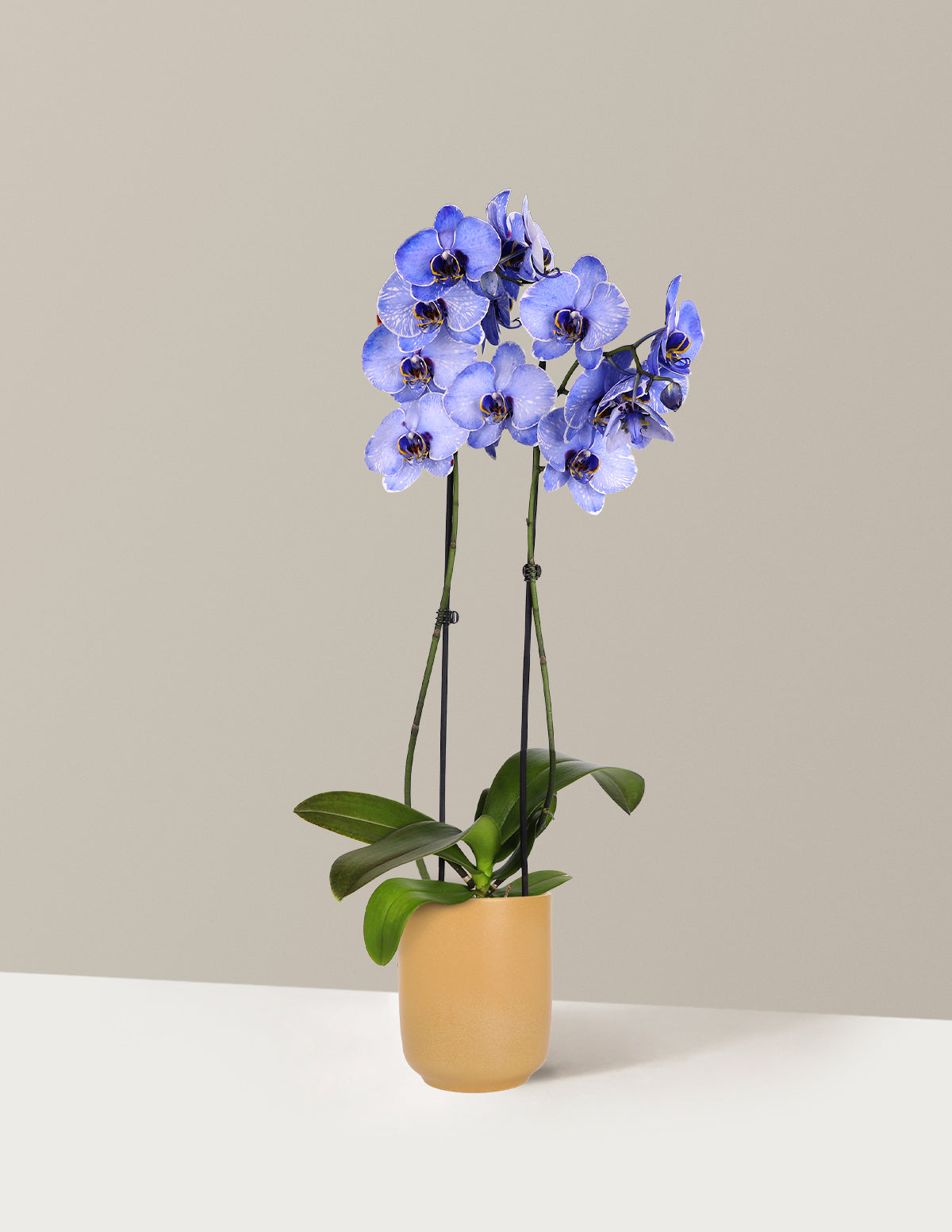 Dark Purple Watercolor Orchid