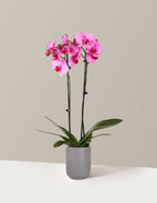 Pink Watercolor Orchid
