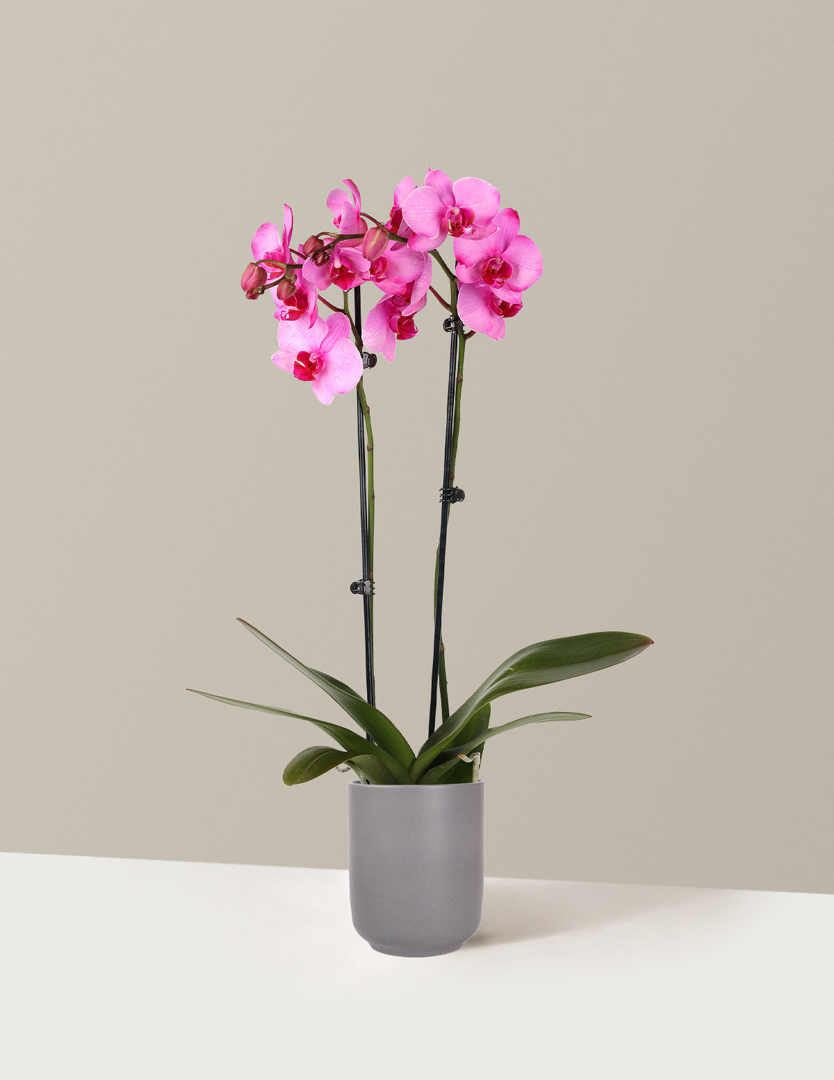 Pink Watercolor Orchid