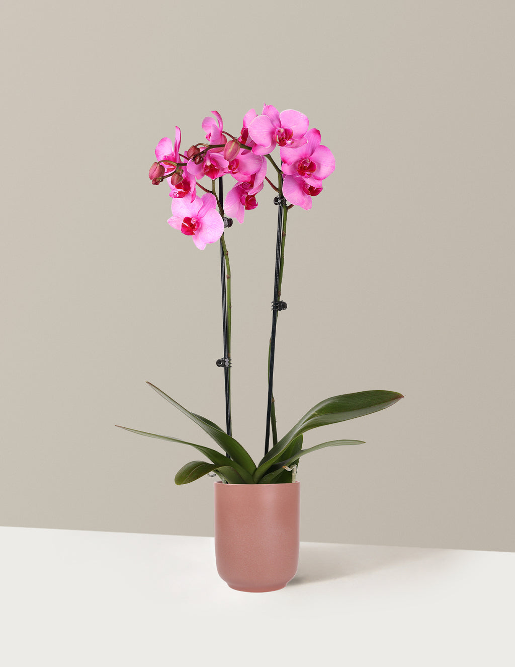 Pink Watercolor Orchid