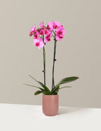 Pink Watercolor Orchid