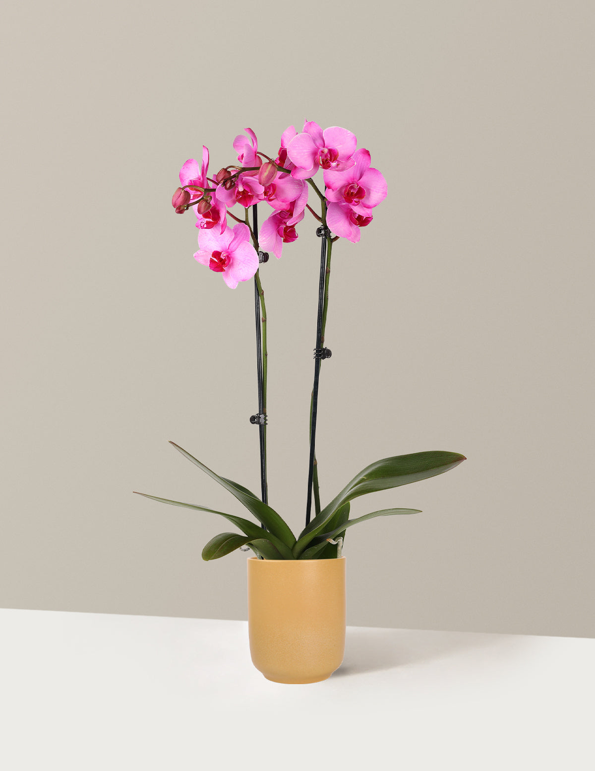 Pink Watercolor Orchid