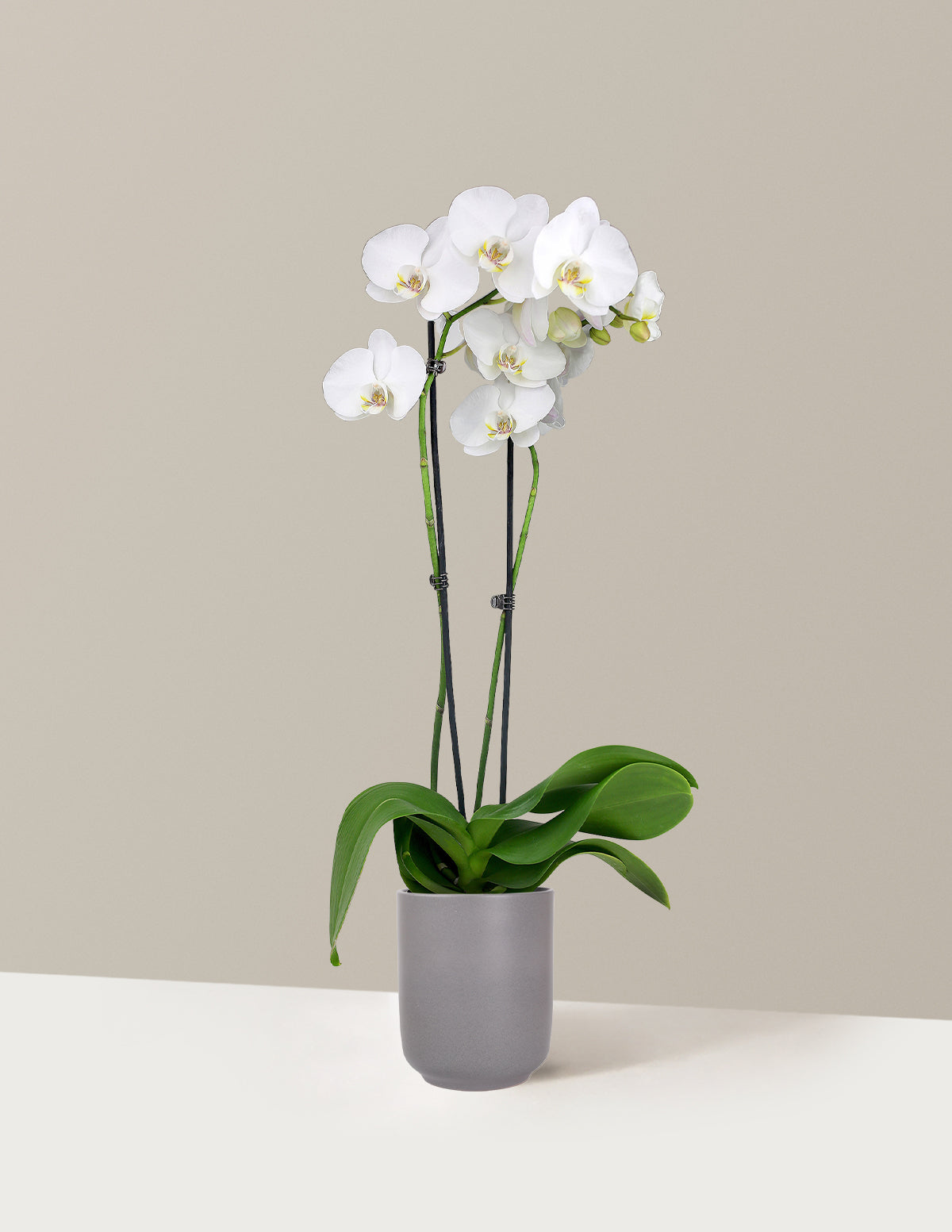 White Orchid