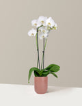 White Orchid