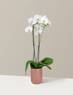 White Orchid