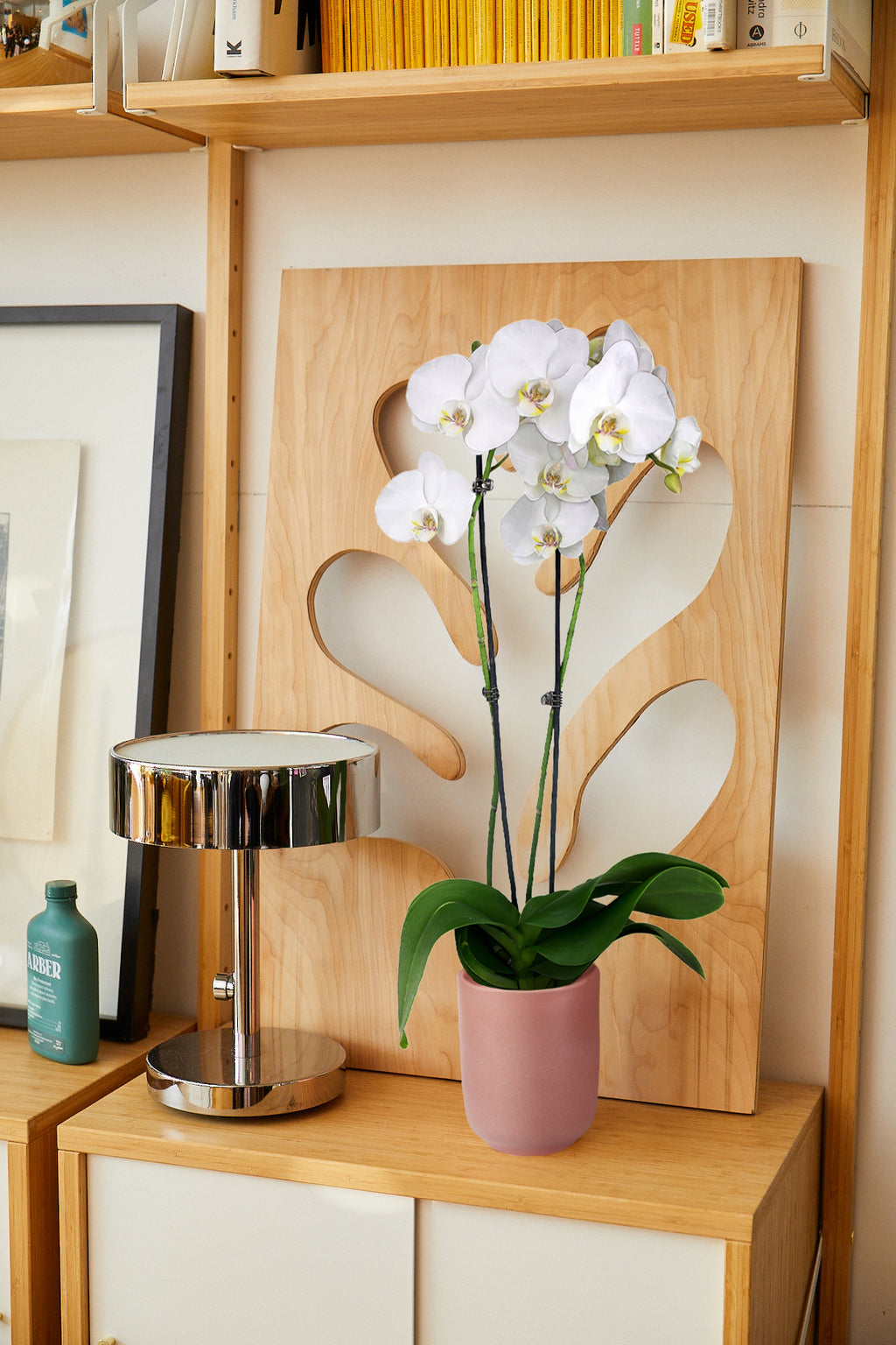 White Orchid