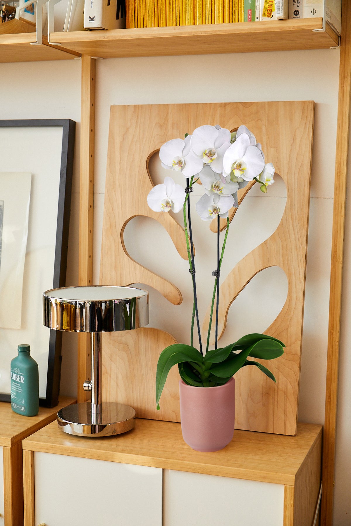 White Orchid