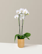 White Orchid