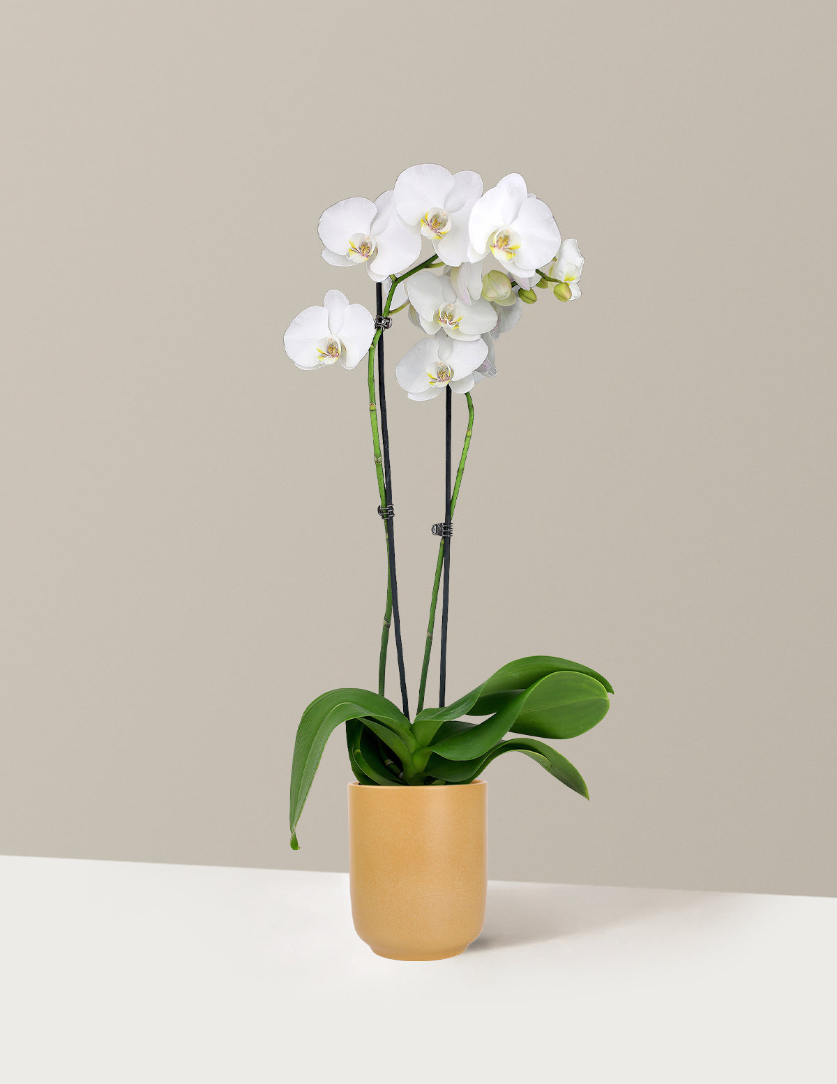 White Orchid