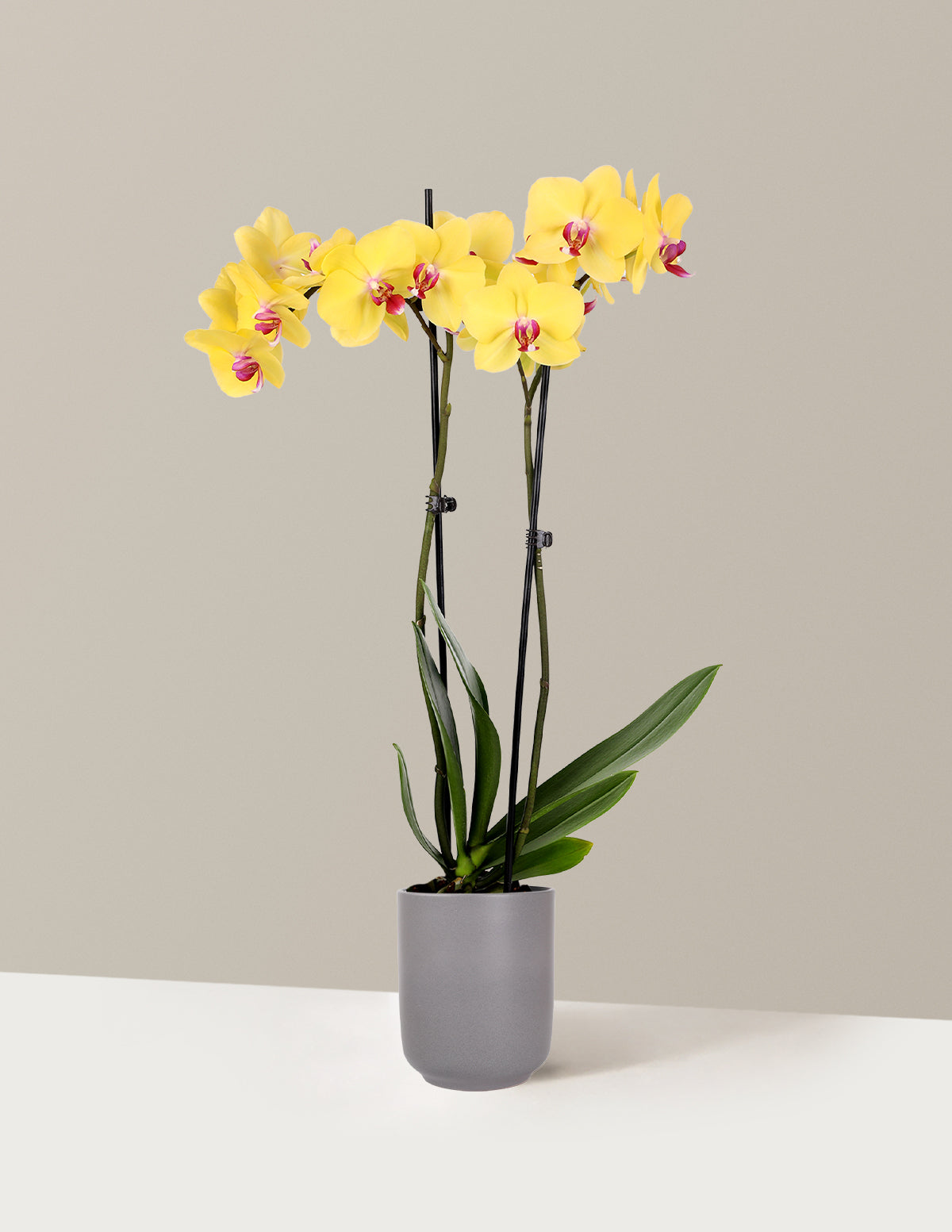 Yellow Orchid