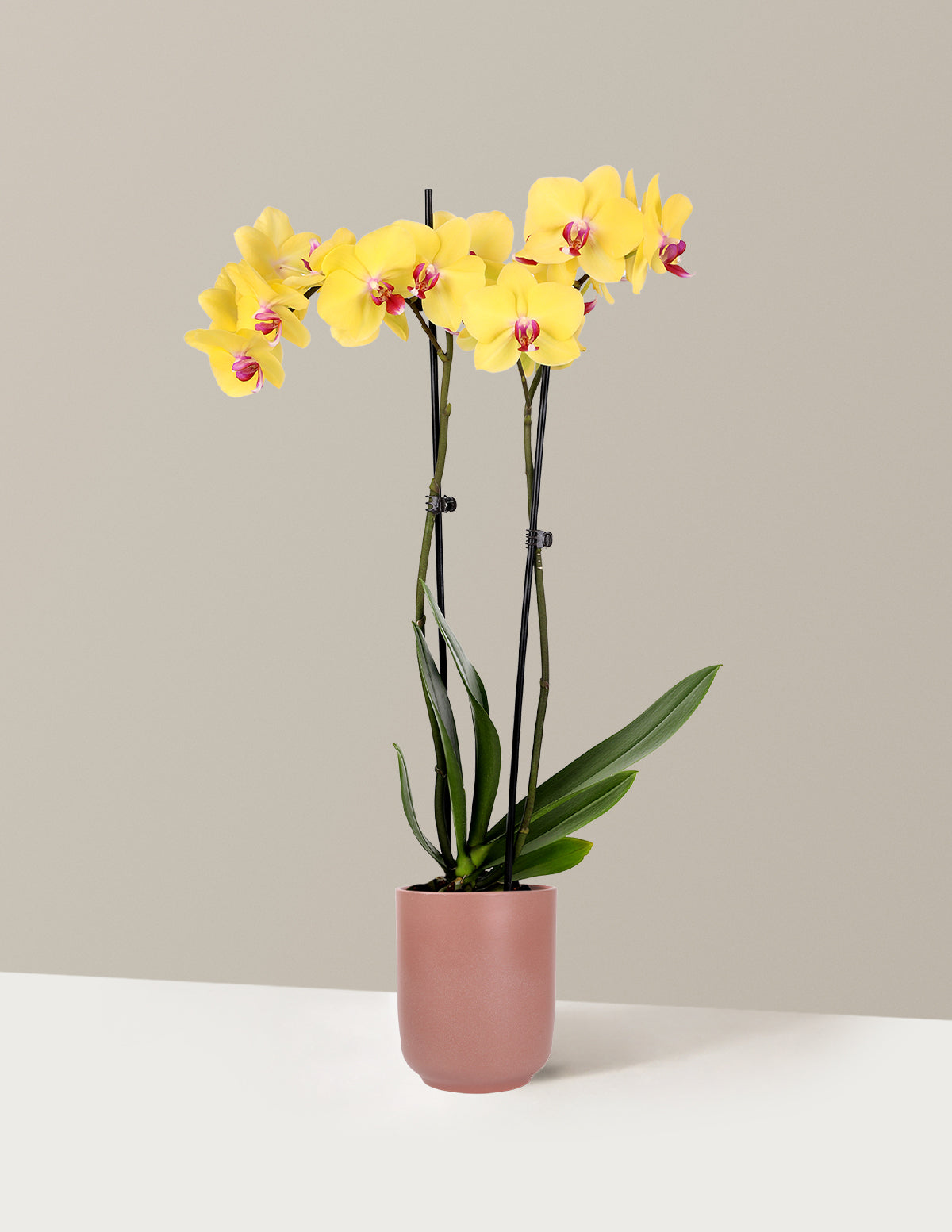 Yellow Orchid