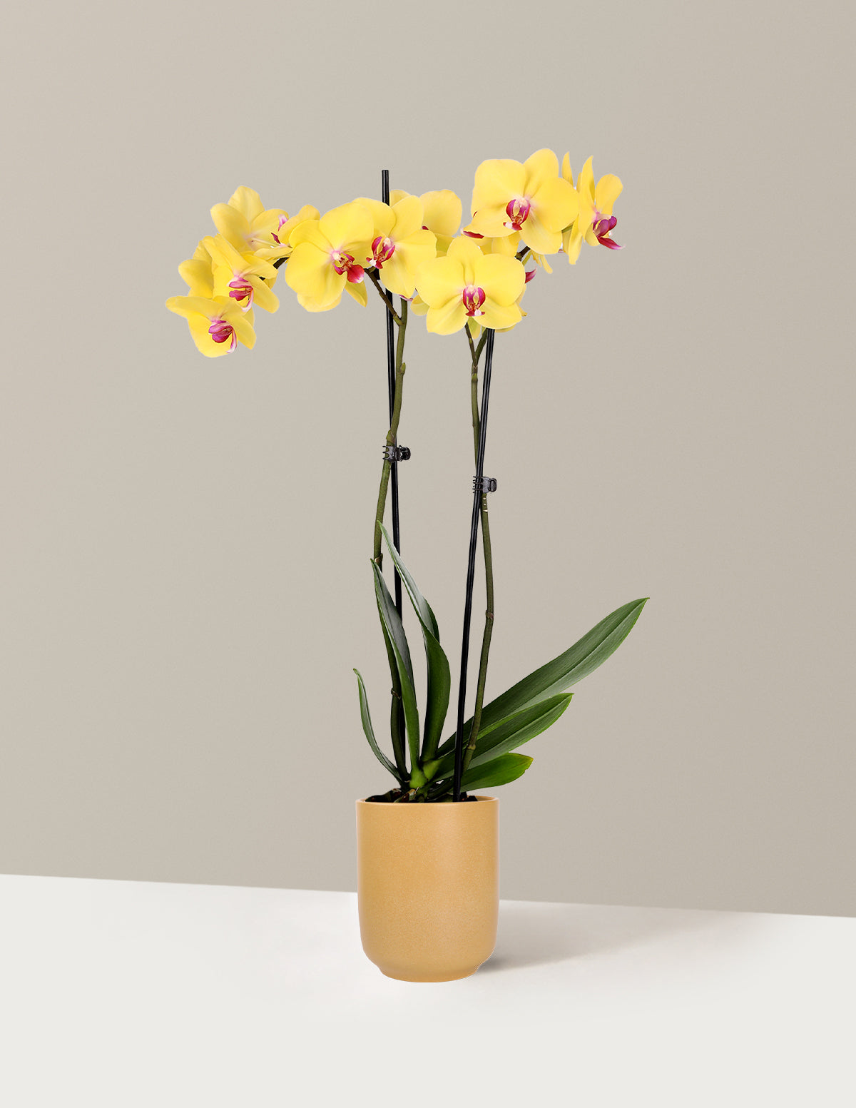 Yellow Orchid