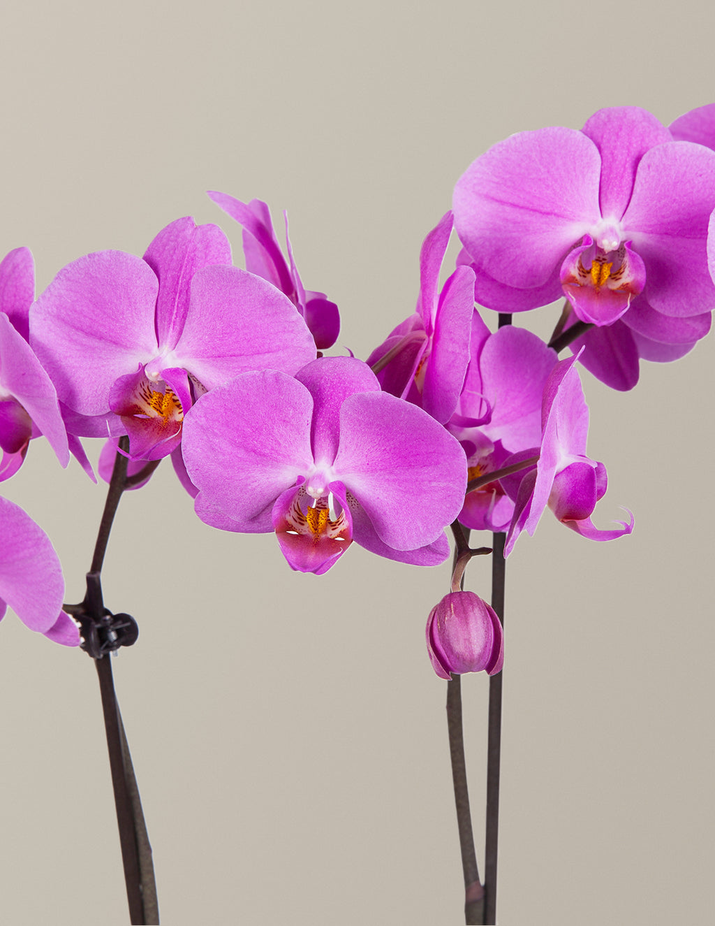 Classic Orchid Party Pack
