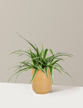 Spider Plant Variegated