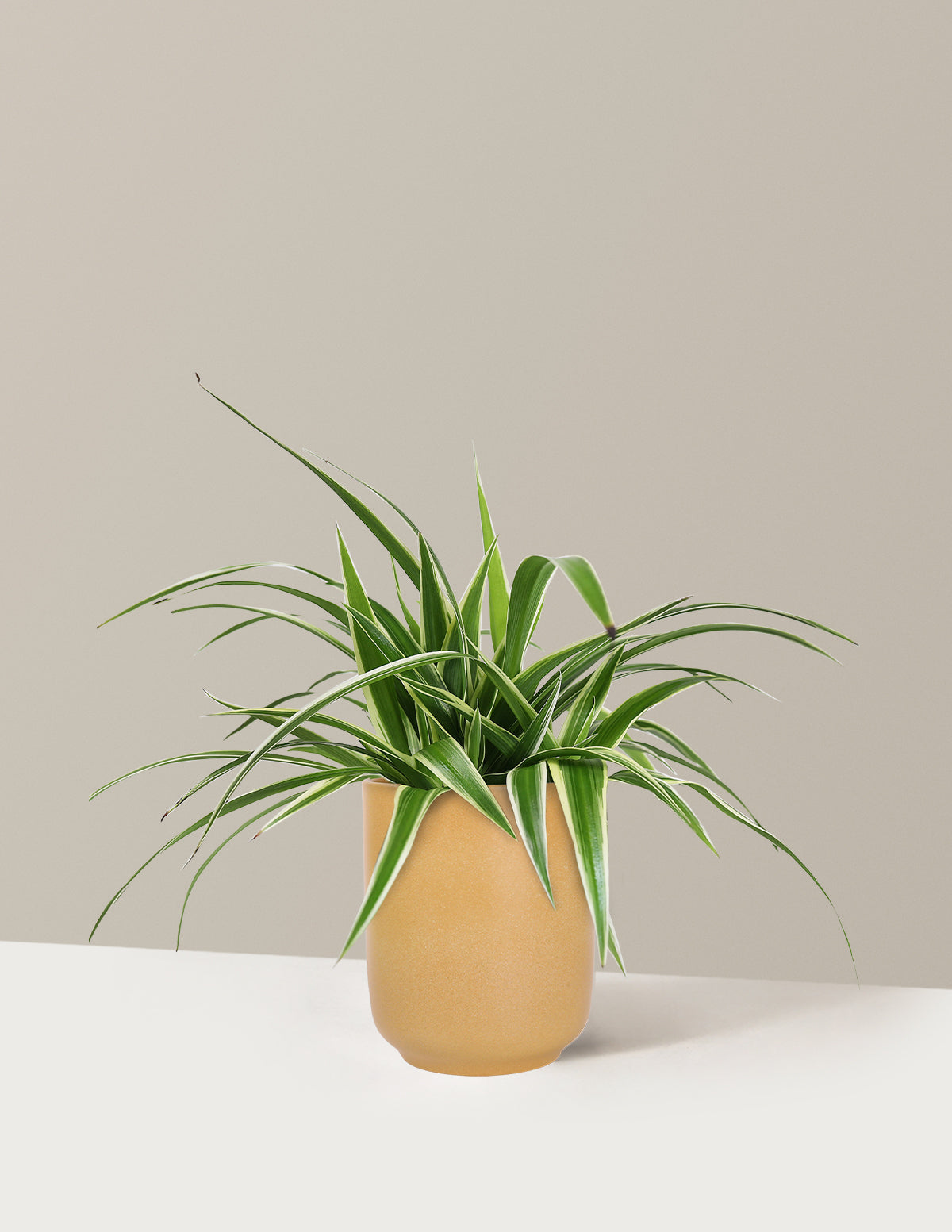 files/5IN_Spider_Plant_in_5IN_Ceramic_The_Sill_SK_Yellow_Semi-Gloss_2026_Everyday.jpg