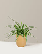 Spider Plant Variegated