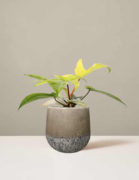 philodendron florida narrow Philodendron Florida Ghost | Houseplants for Delivery