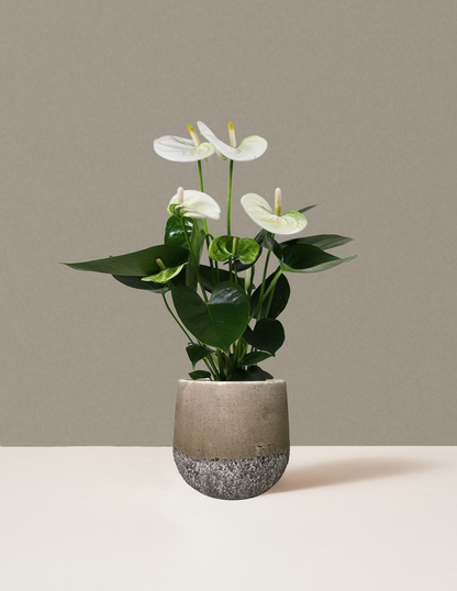 White Anthurium