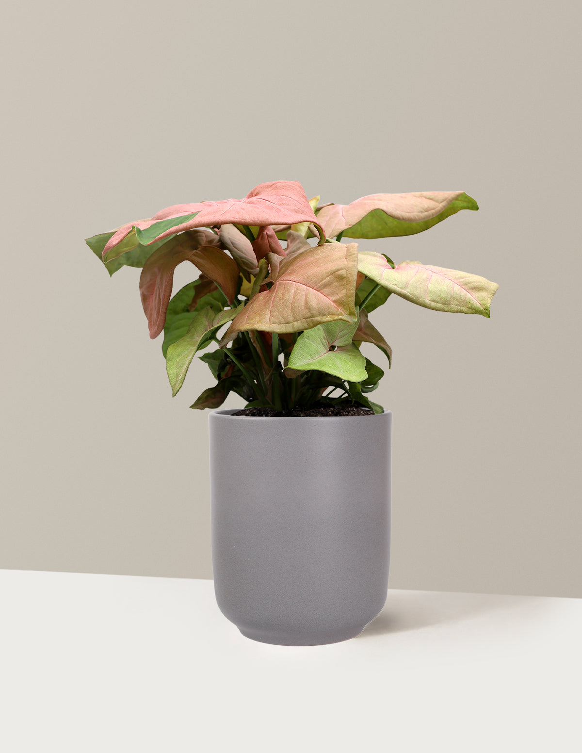 Pink Arrowhead Plant