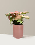 Pink Arrowhead Plant