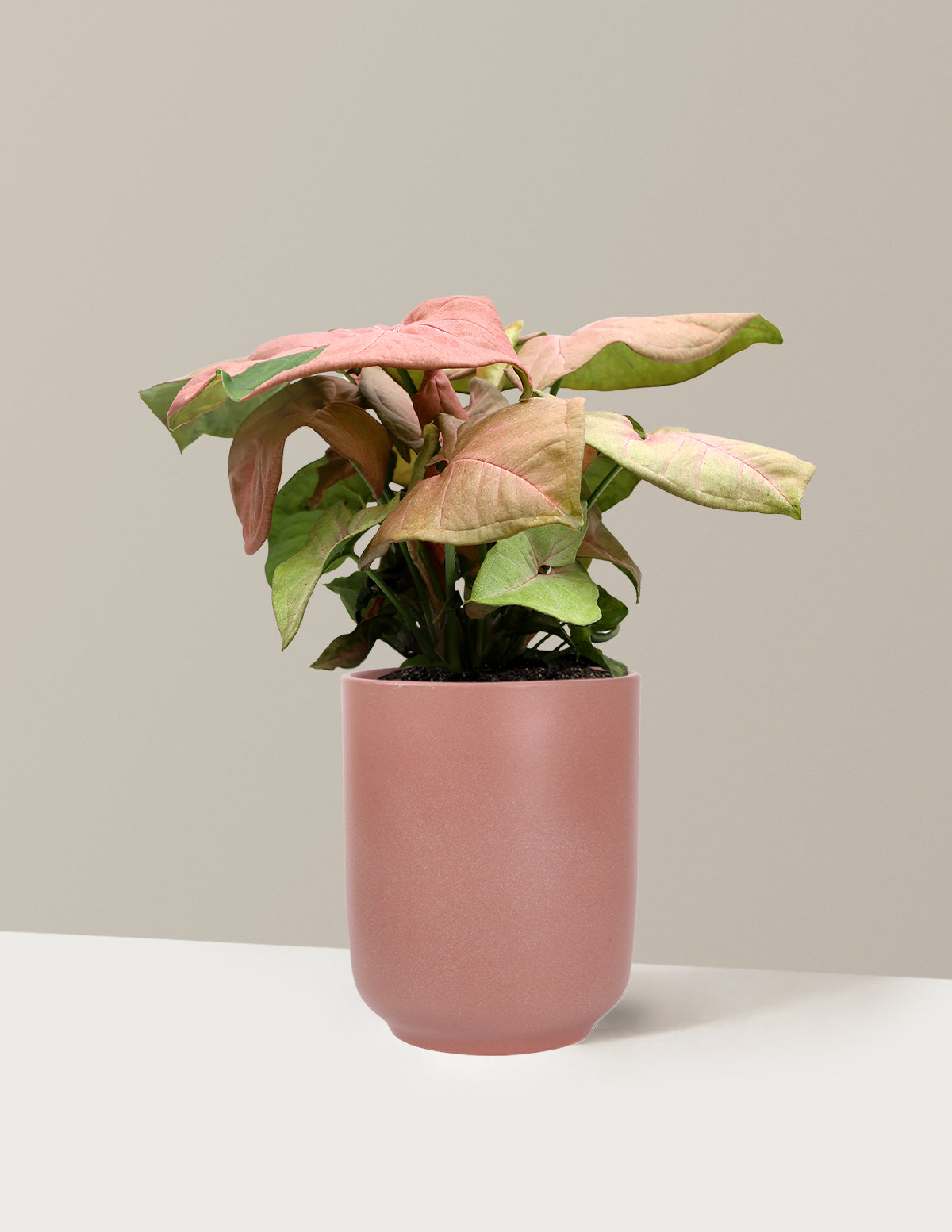 files/5IN_Syngonium_Pink_Arrowhead_in_5IN_Ceramic_The_Sill_SK_Pink_Semi-Gloss_2026_Everyday.jpg