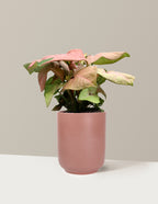 Pink Arrowhead Plant