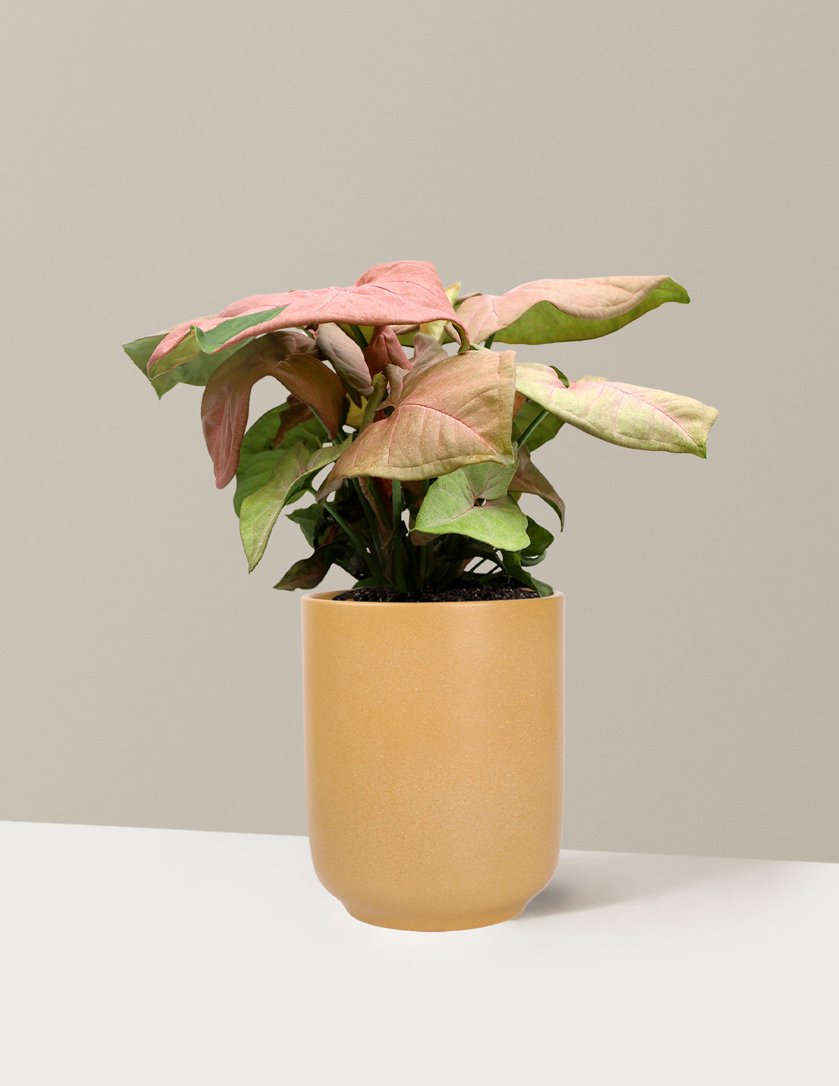 Pink Arrowhead Plant
