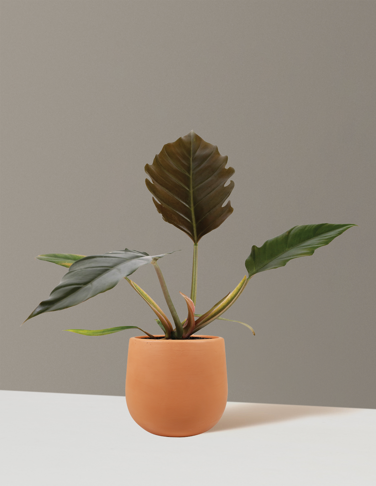 bundle | Small | Raven | Terracotta