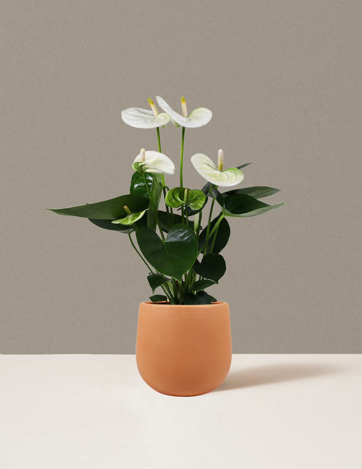 White Anthurium - Thumbnail 5