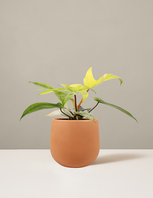 Philodendron Florida Ghost