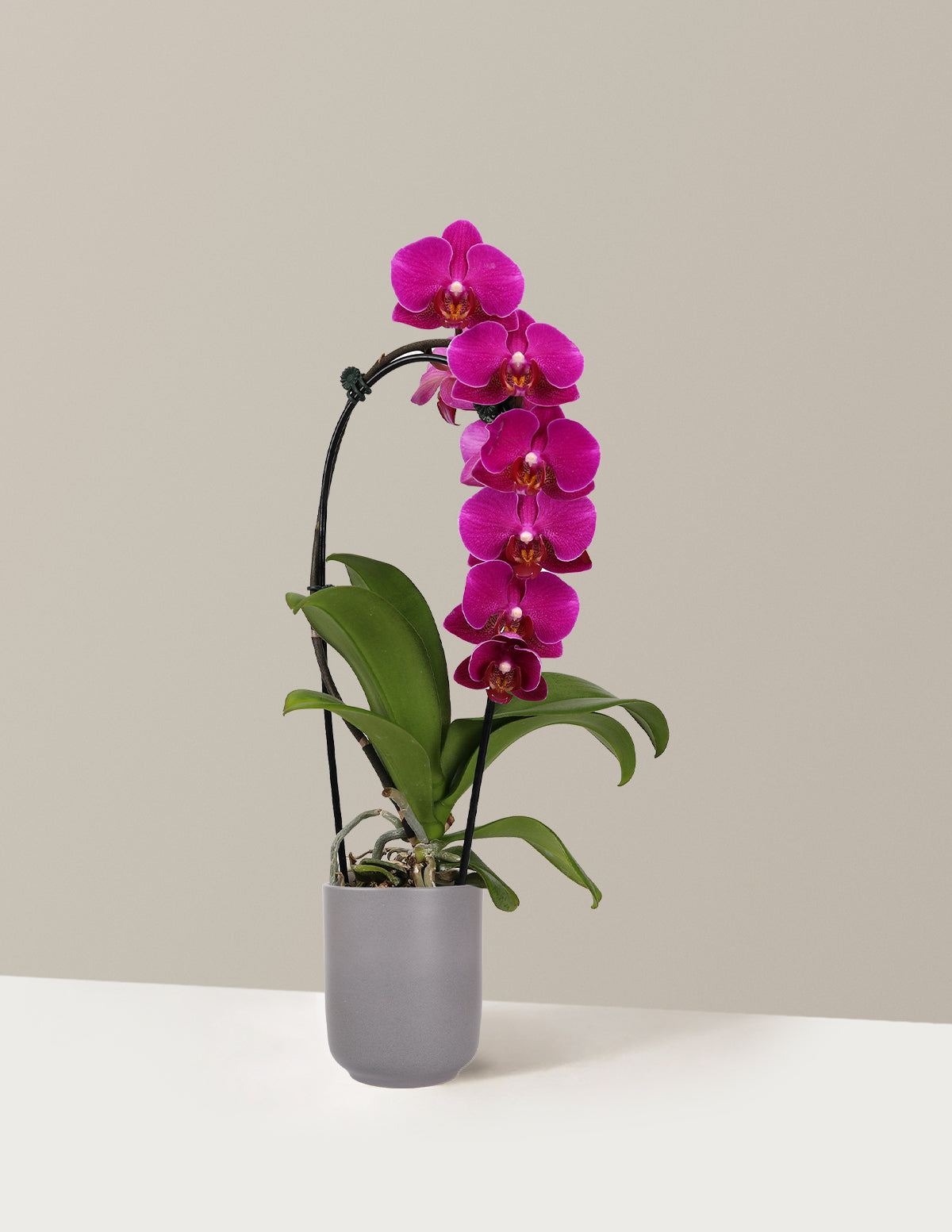 Waterfall Orchid