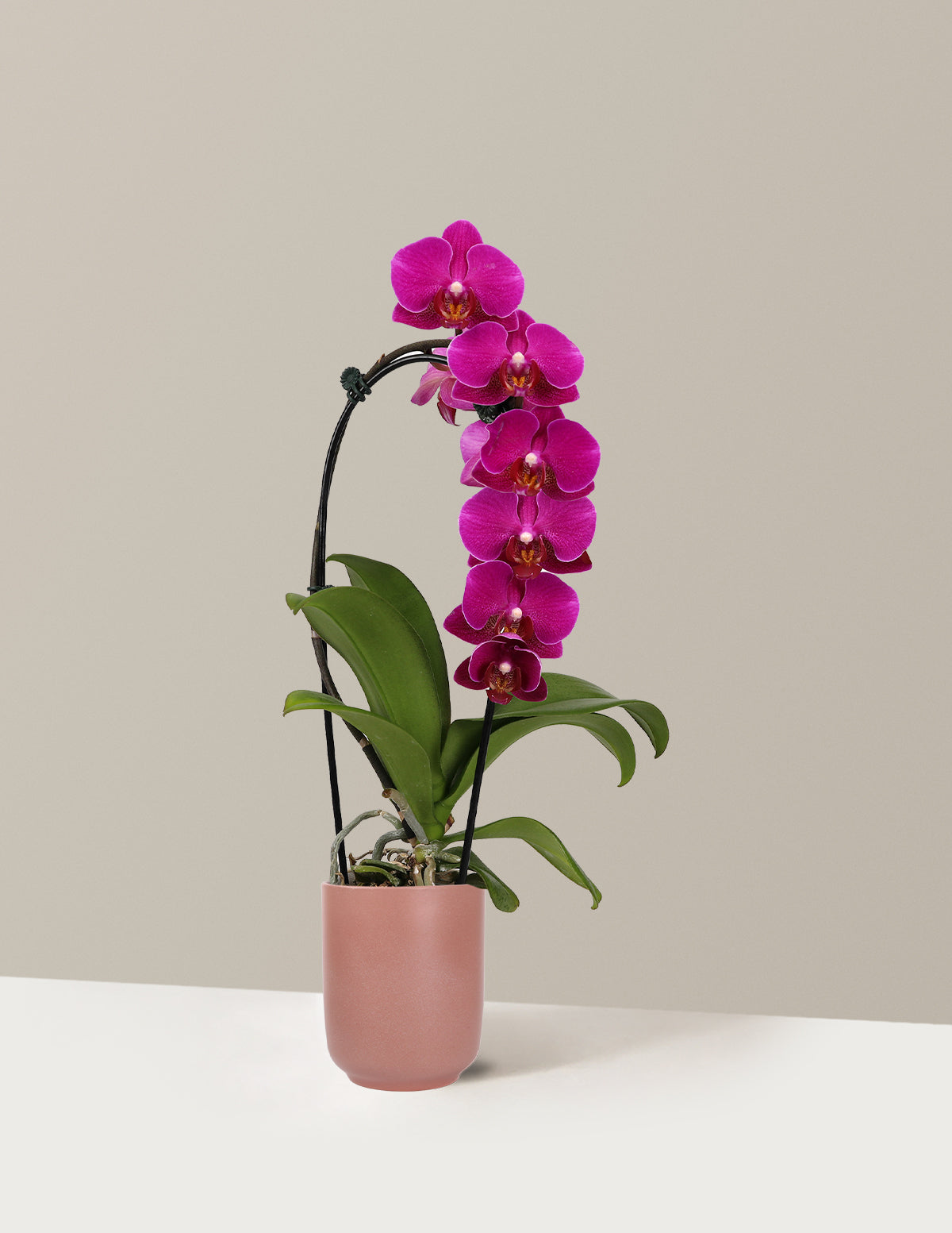 Waterfall Orchid