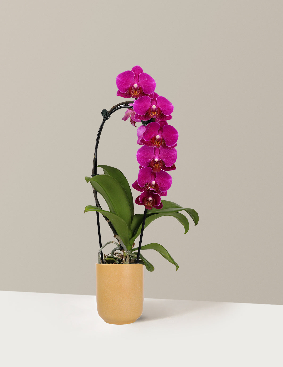 Waterfall Orchid