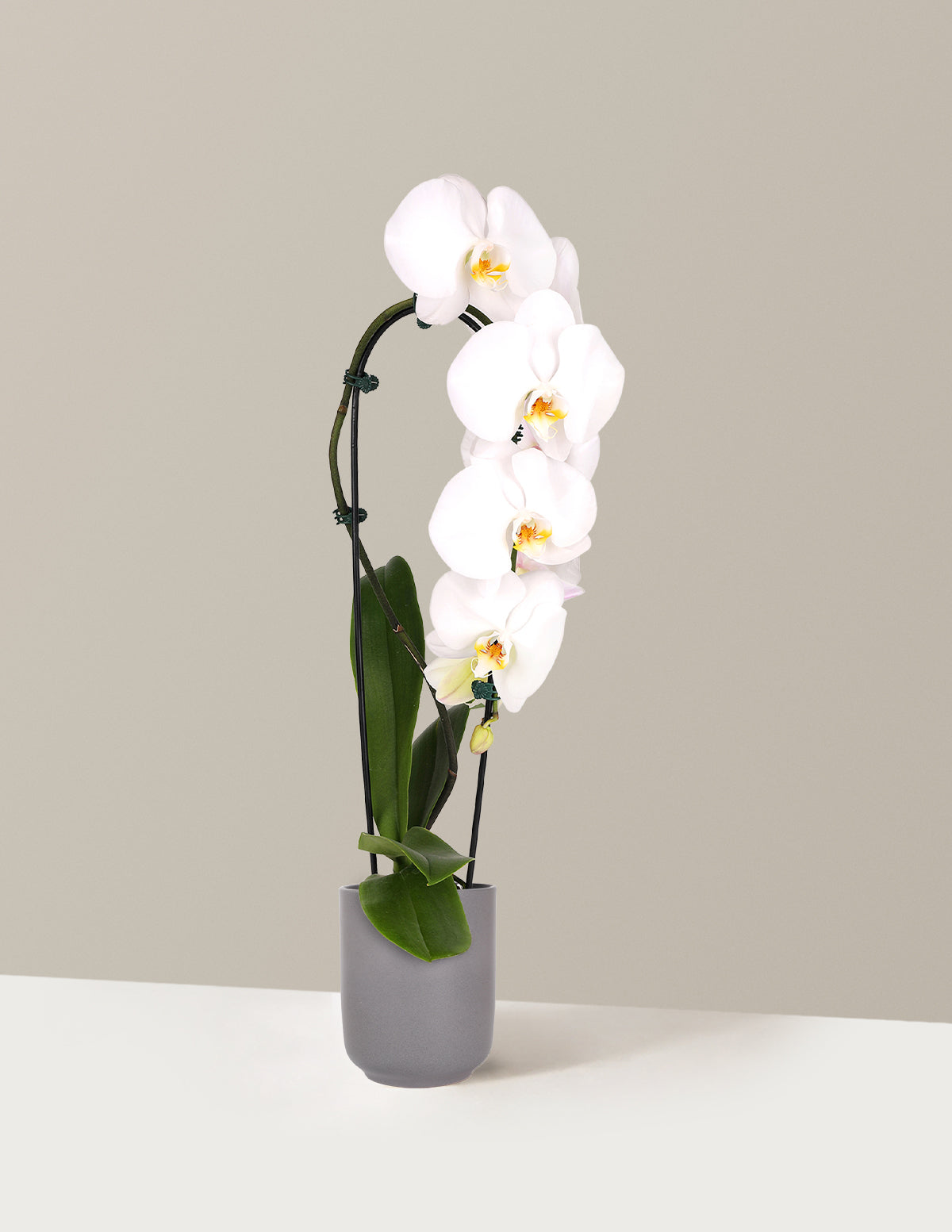 Waterfall Orchid
