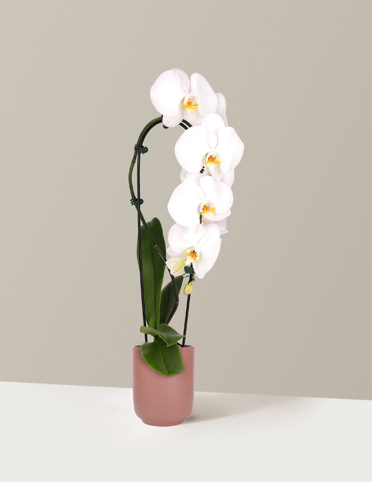 Waterfall Orchid