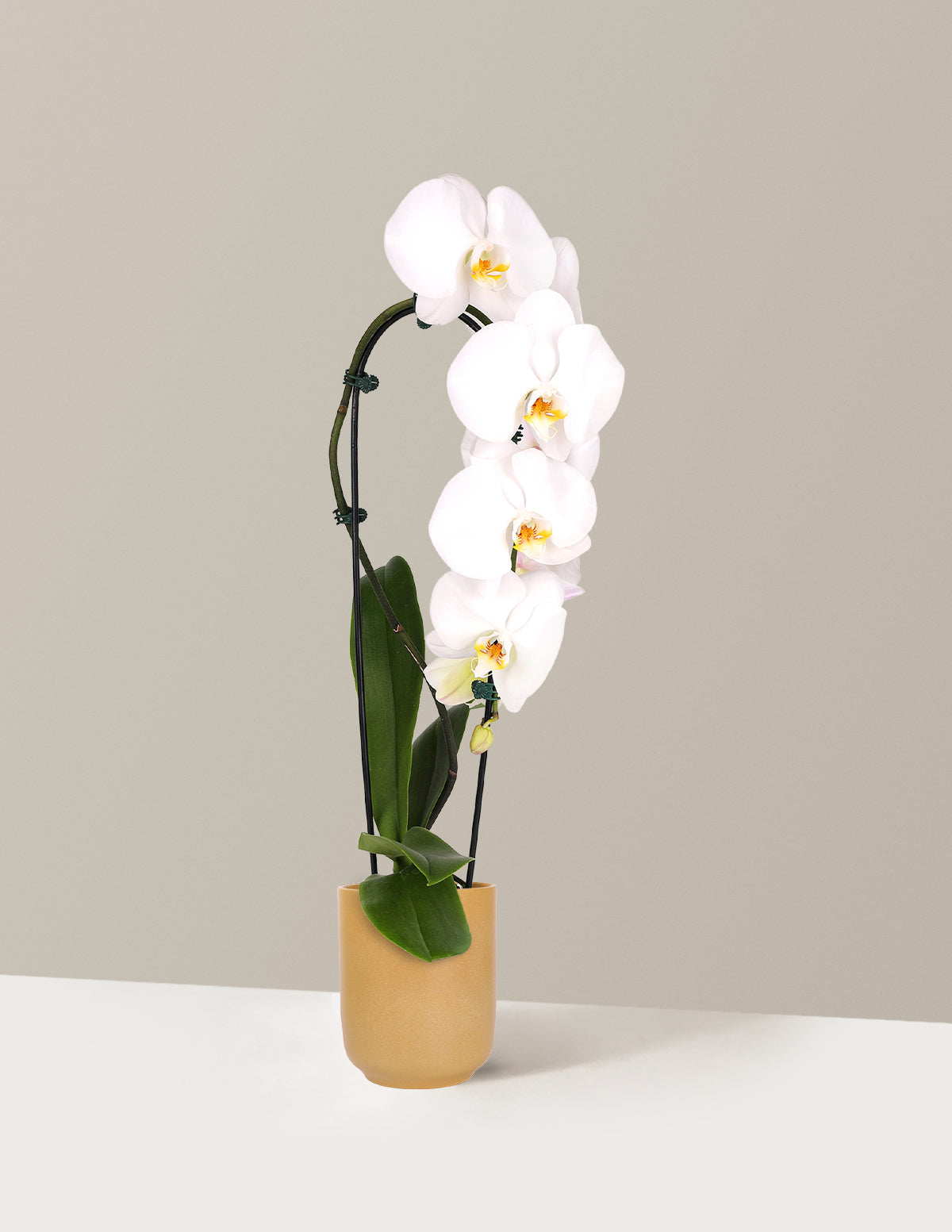 Waterfall Orchid