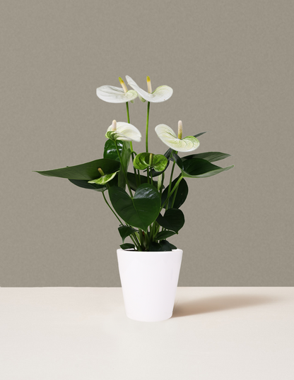 White Anthurium